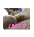 ねこちゃんの言葉(気持ち)（個別スタンプ：13）
