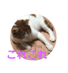 ねこちゃんの言葉(気持ち)（個別スタンプ：14）