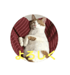 ねこちゃんの言葉(気持ち)（個別スタンプ：15）
