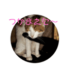 ねこちゃんの言葉(気持ち)（個別スタンプ：16）