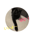 ねこちゃんの言葉(気持ち)（個別スタンプ：17）