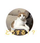 ねこちゃんの言葉(気持ち)（個別スタンプ：18）
