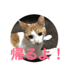 ねこちゃんの言葉(気持ち)（個別スタンプ：19）