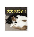 ねこちゃんの言葉(気持ち)（個別スタンプ：20）