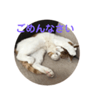 ねこちゃんの言葉(気持ち)（個別スタンプ：21）