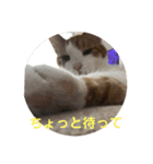 ねこちゃんの言葉(気持ち)（個別スタンプ：22）