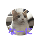 ねこちゃんの言葉(気持ち)（個別スタンプ：23）