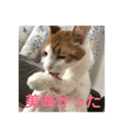 ねこちゃんの言葉(気持ち)（個別スタンプ：24）