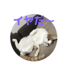 ねこちゃんの言葉(気持ち)（個別スタンプ：26）