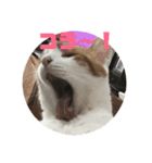 ねこちゃんの言葉(気持ち)（個別スタンプ：27）