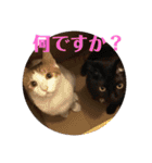 ねこちゃんの言葉(気持ち)（個別スタンプ：28）