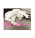 ねこちゃんの言葉(気持ち)（個別スタンプ：30）