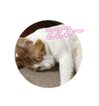 ねこちゃんの言葉(気持ち)（個別スタンプ：31）