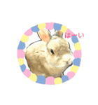 うさぎのコロちゃん 3（個別スタンプ：4）