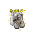 シーズー パフたん ひとりごと（個別スタンプ：3）
