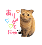 まろの毎日♡withパンちゃん（個別スタンプ：1）