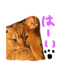 まろの毎日♡withパンちゃん（個別スタンプ：4）