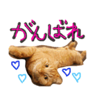 まろの毎日♡withパンちゃん（個別スタンプ：8）