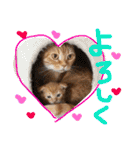 まろの毎日♡withパンちゃん（個別スタンプ：10）