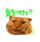 まろの毎日♡withパンちゃん（個別スタンプ：13）