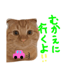 まろの毎日♡withパンちゃん（個別スタンプ：15）