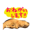 まろの毎日♡withパンちゃん（個別スタンプ：16）