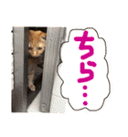 まろの毎日♡withパンちゃん（個別スタンプ：18）