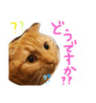 まろの毎日♡withパンちゃん（個別スタンプ：20）