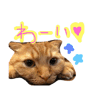 まろの毎日♡withパンちゃん（個別スタンプ：21）