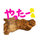 まろの毎日♡withパンちゃん（個別スタンプ：25）