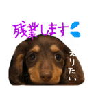まろの毎日♡withパンちゃん（個別スタンプ：30）