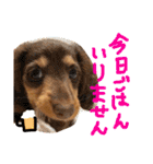 まろの毎日♡withパンちゃん（個別スタンプ：31）