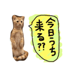 まろの毎日♡withパンちゃん（個別スタンプ：38）