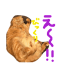 まろの毎日♡withパンちゃん（個別スタンプ：39）