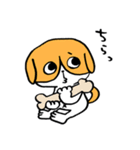 犬のハチワレ（個別スタンプ：1）