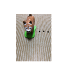いぬのことば（個別スタンプ：7）