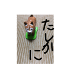 いぬのことば（個別スタンプ：8）