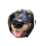 ももまろ（個別スタンプ：1）