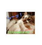 うちのたま要りませんか？(with琥珀)（個別スタンプ：1）
