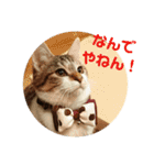 うちのたま要りませんか？(with琥珀)（個別スタンプ：2）