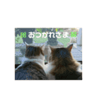 うちのたま要りませんか？(with琥珀)（個別スタンプ：3）