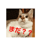 うちのたま要りませんか？(with琥珀)（個別スタンプ：4）