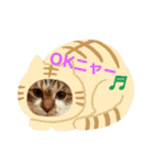 うちのたま要りませんか？(with琥珀)（個別スタンプ：5）