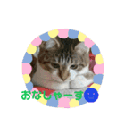 うちのたま要りませんか？(with琥珀)（個別スタンプ：6）