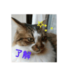 うちのたま要りませんか？(with琥珀)（個別スタンプ：9）