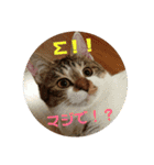 うちのたま要りませんか？(with琥珀)（個別スタンプ：11）