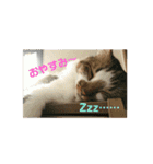 うちのたま要りませんか？(with琥珀)（個別スタンプ：12）