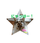 うちのたま要りませんか？(with琥珀)（個別スタンプ：13）