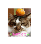 うちのたま要りませんか？(with琥珀)（個別スタンプ：14）