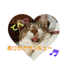 うちのたま要りませんか？(with琥珀)（個別スタンプ：15）